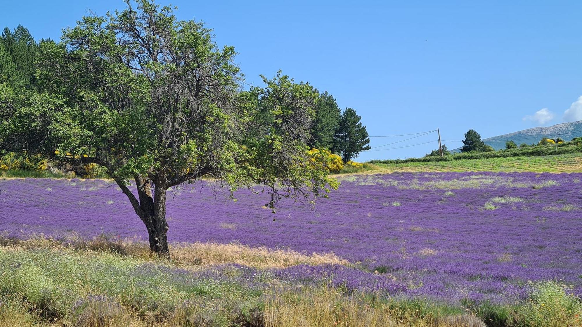 Villa La Petite Reine Du Ventoux à Sault Extérieur photo
